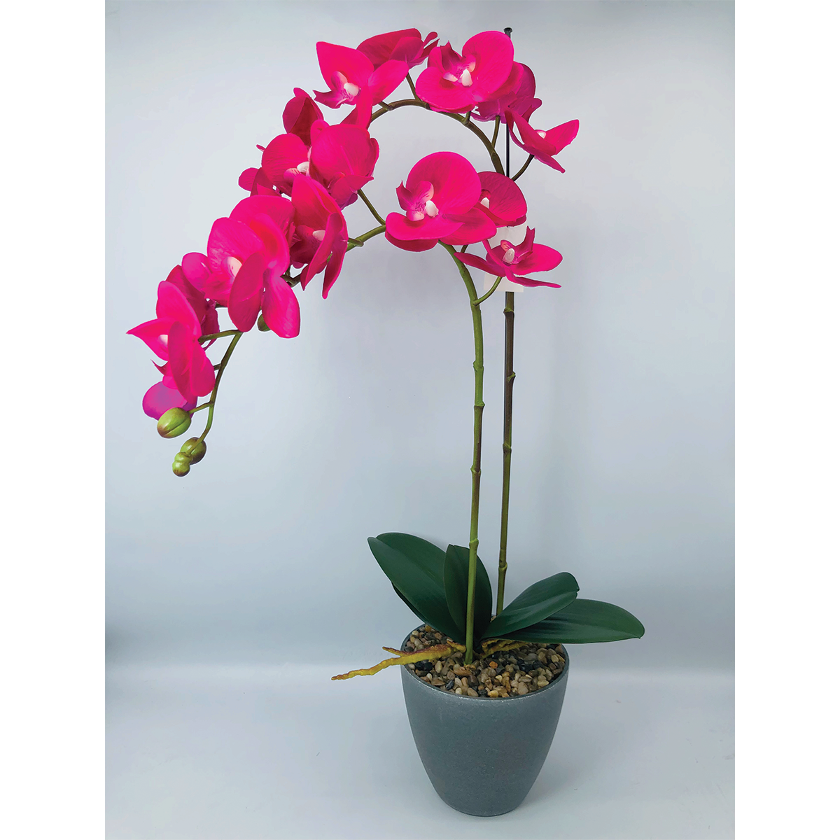 2 Stems 65cm Orchid - Purple - Neobeeqld