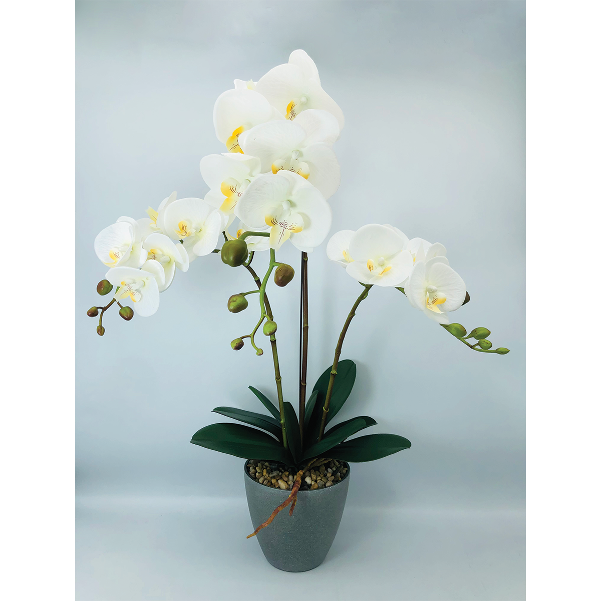 3 Stems 65cm Orchid - White - Neobeeqld